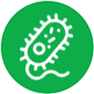 Bacteria