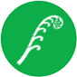 Ferns