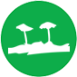 Mosses